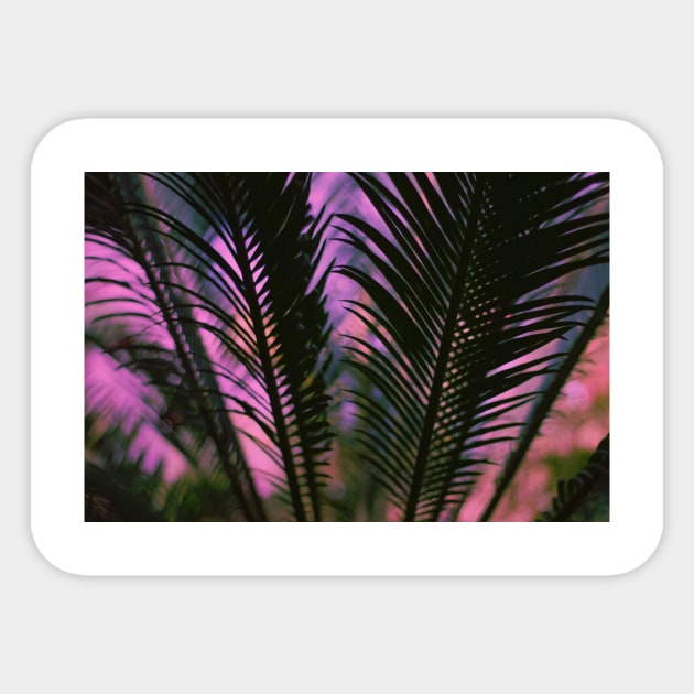 Pink Sunset Palm Leaf Sticker by NewburyBoutique